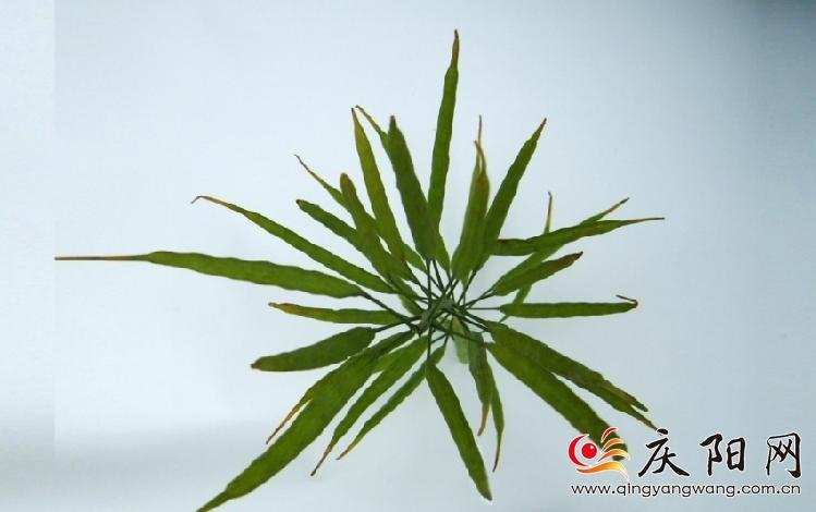 羅盤育種的冬油1號