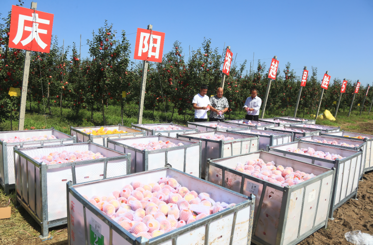 9月20日，慶陽海越農(nóng)業(yè)發(fā)展有限公司早勝基地蘋果喜獲豐收,，吸引了外地客商前來采購,。圖為客商正在查看果品。特約攝影 李建琪 攝
