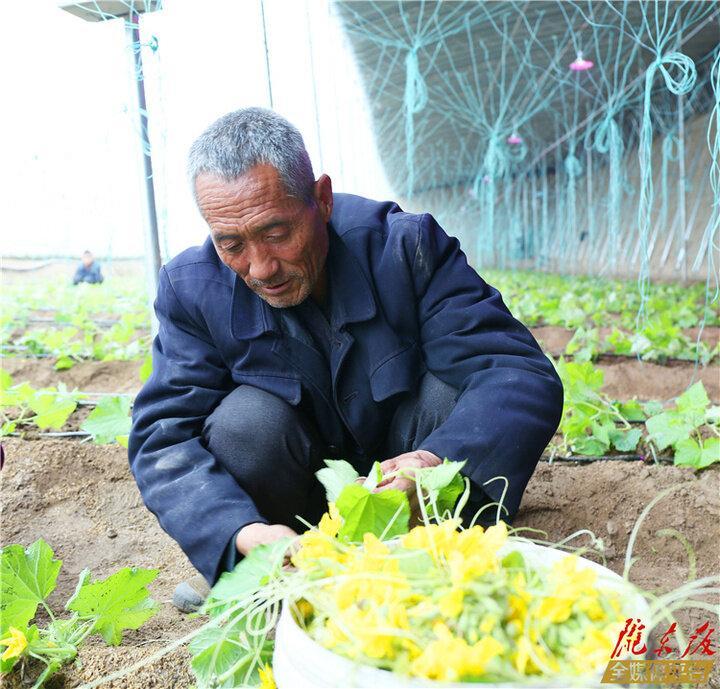 【新春走基層】板橋鎮(zhèn)錦坪村：“大棚經(jīng)濟”振興鄉(xiāng)村  蔬菜產(chǎn)業(yè)強村富民