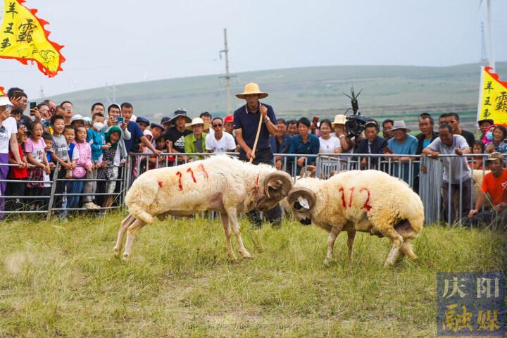 【攝影報(bào)道】羊王爭(zhēng)霸,、百羊賽跑……這場(chǎng)“羊羊”運(yùn)動(dòng)會(huì)很有趣