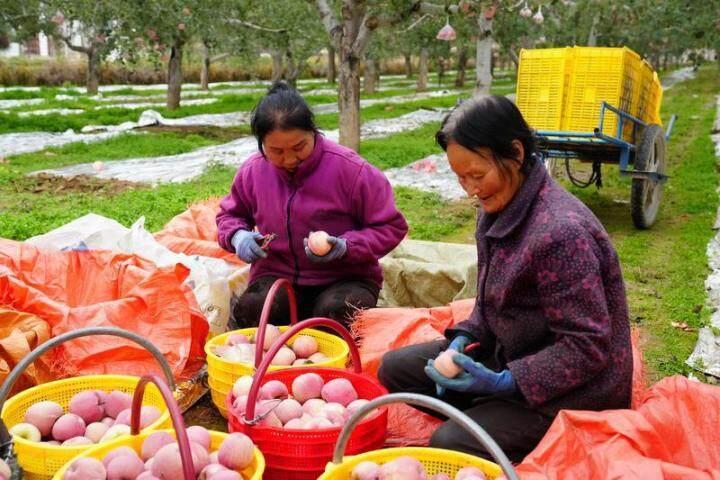 合水縣：金秋果豐收 映紅致富路