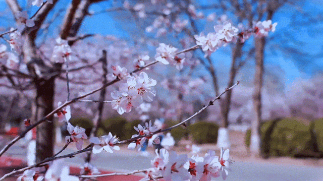 慶陽的春日,，舉目晴明，一路春暖花開