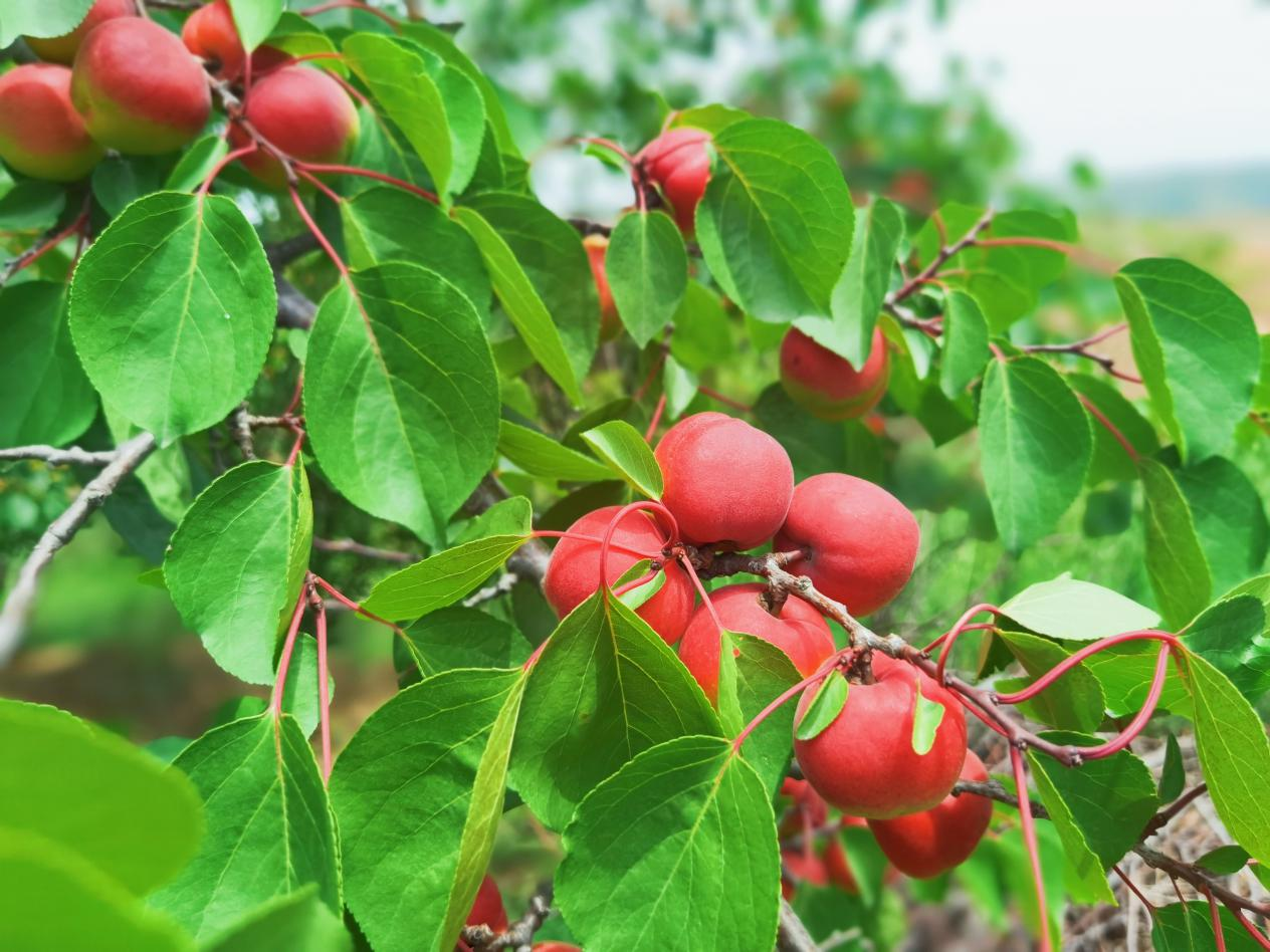 武溝鄉(xiāng)孟莊村：紅梅杏暢銷(xiāo)全國(guó)30多個(gè)省市