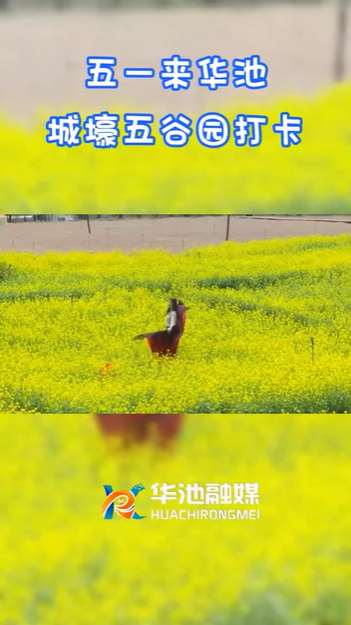 【五一游慶陽(yáng)】歡迎來(lái)華池城壕五谷園打卡??！