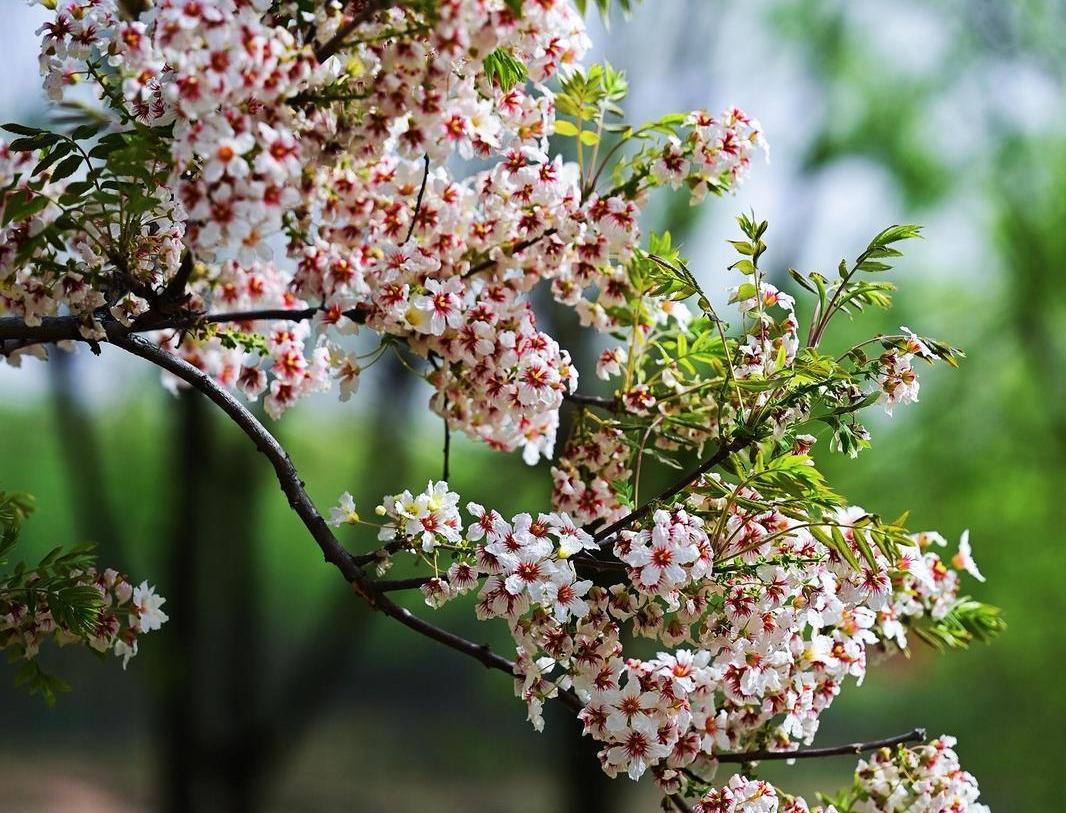 【大美慶陽(yáng)】文冠花香