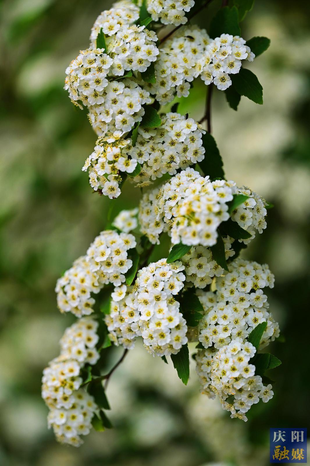 【大美慶陽(yáng)】柳葉繡線菊