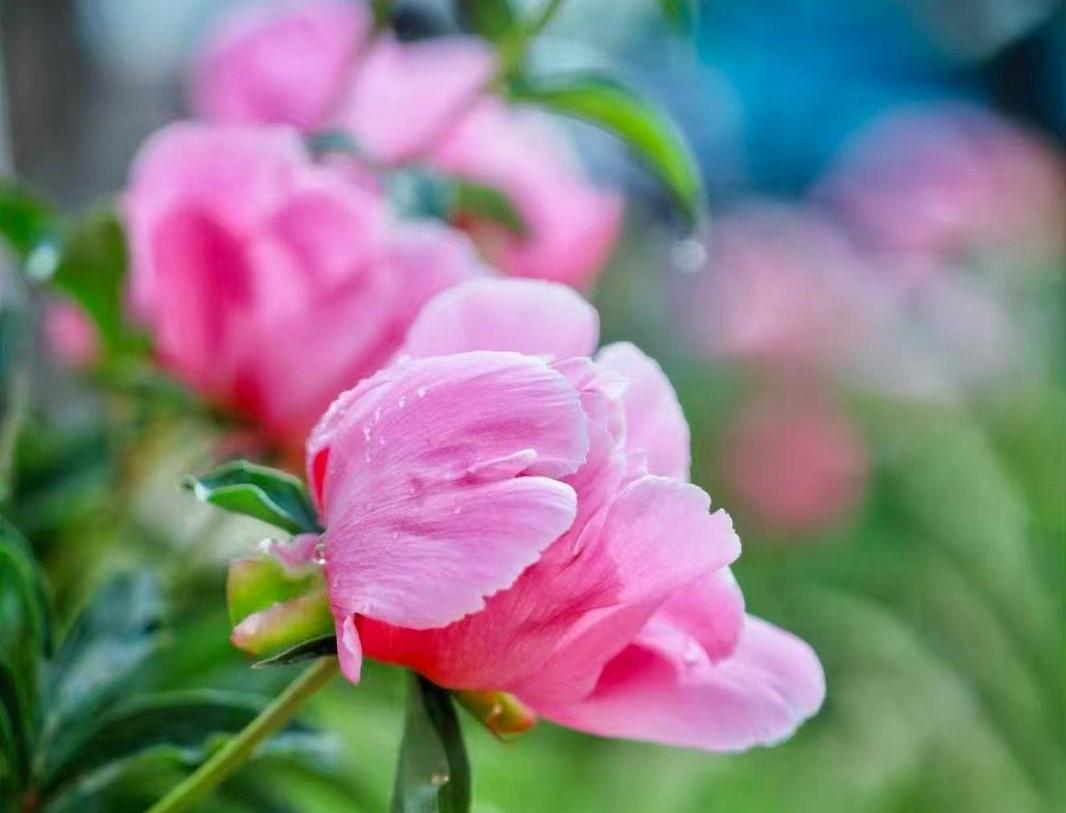 【大美慶陽(yáng)】芍藥花開