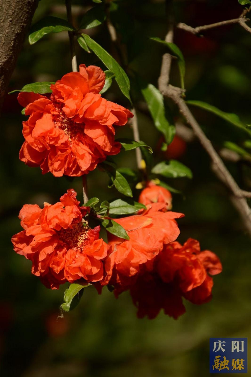 【大美慶陽(yáng)】石榴花開《石榴花開》 攝影 | 趙嵐