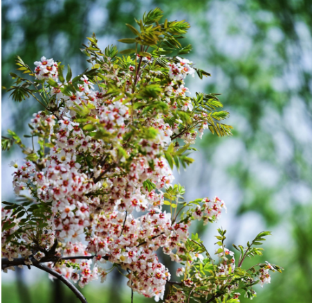 一點慶陽 | 小樹林里踏歌聲（文/拓劍華）