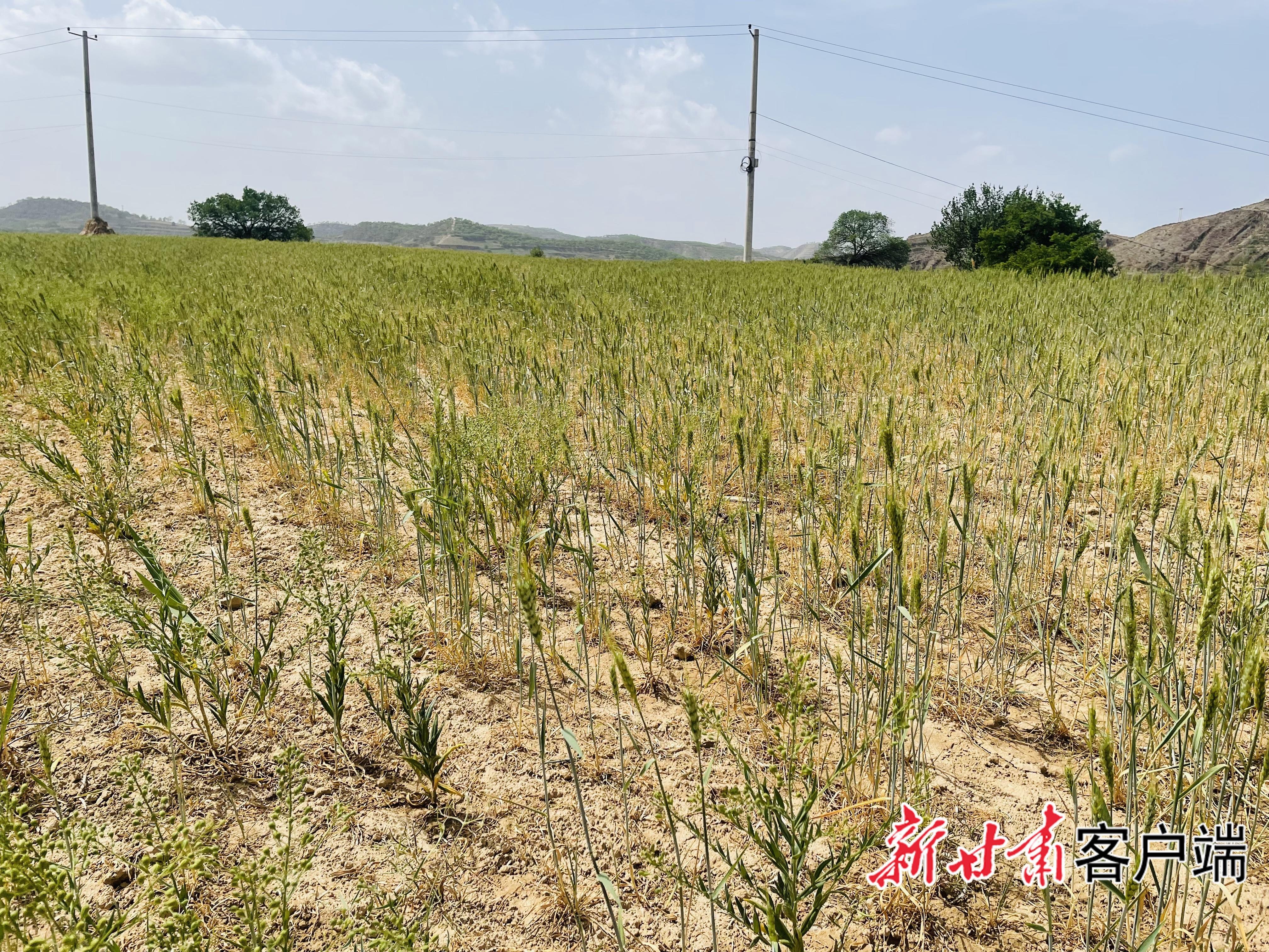 旱塬“水”戰(zhàn)——慶陽市抗旱保供水見聞